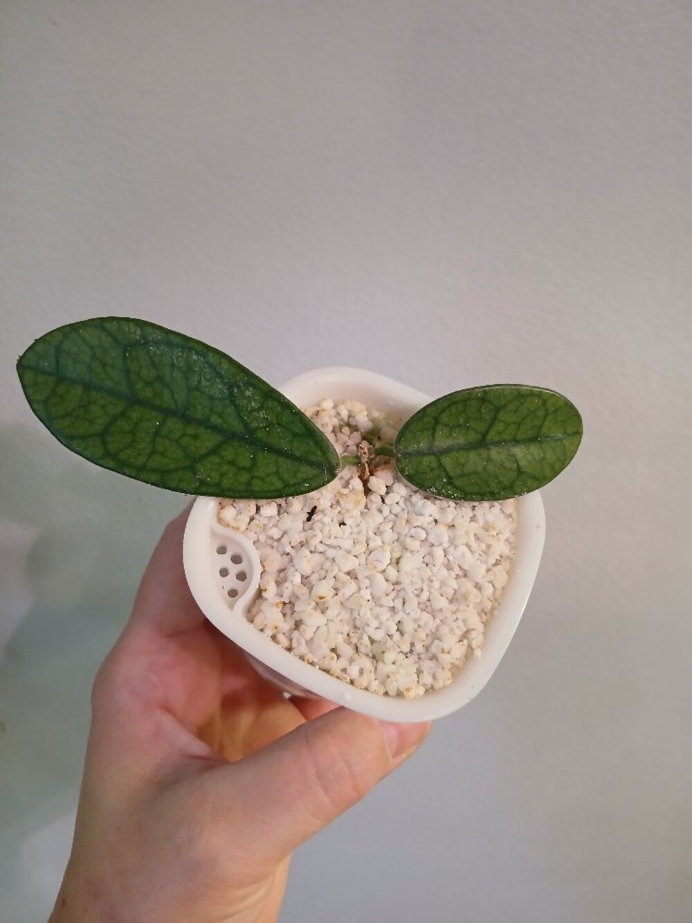Hoya Lyii No ID